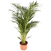 Areca maceta 17cm. - Altura total aprox. 80cm. - Planta viva - (Envío sólo a Península)